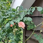 Bruiler Hof Bed & Breakfast *