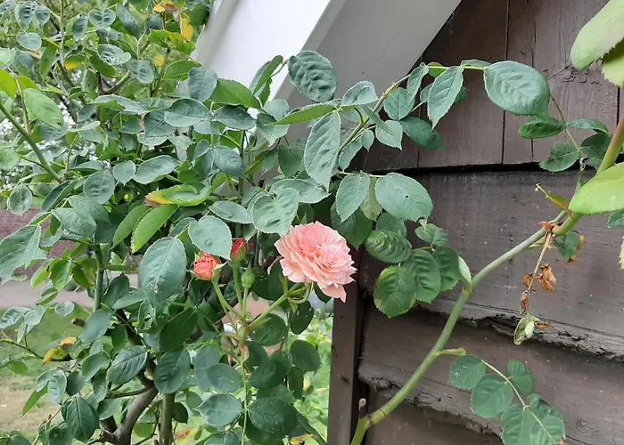 Bruiler Hof Bed & Breakfast *